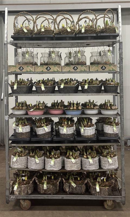 <h4>Mix CC JSVJMIX-2602</h4>