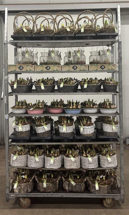 <h4>Mix CC JSVJMIX-2602</h4>