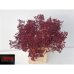 Rosa Plenty Bordeaux Wax Klb