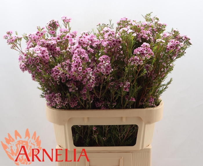 <h4>CHAME GISELLE</h4>