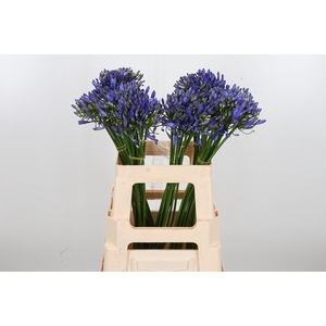 Agapanthus Intermedia