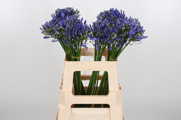 <h4>Agapanthus Intermedia</h4>
