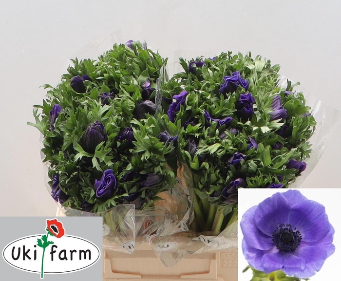 <h4>Anem Co Galil Blauw</h4>