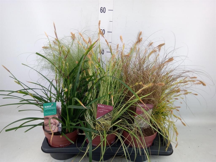 <h4>Carex   ...mix</h4>