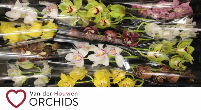 <h4>Gemengd 50 cm.</h4>