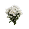 CRISANTEMO TOPSPIN 080 CM BRANCO