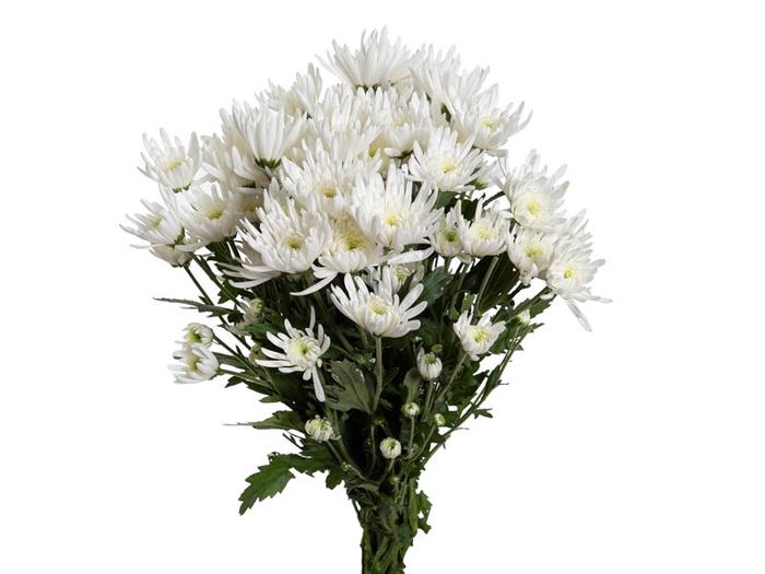 CRISANTEMO TOPSPIN 080 CM BRANCO