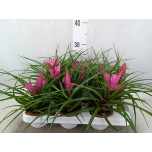 Tillandsia cyanea 'Josee'