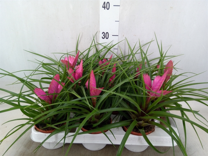 <h4>Tillandsia cyanea 'Josee'</h4>