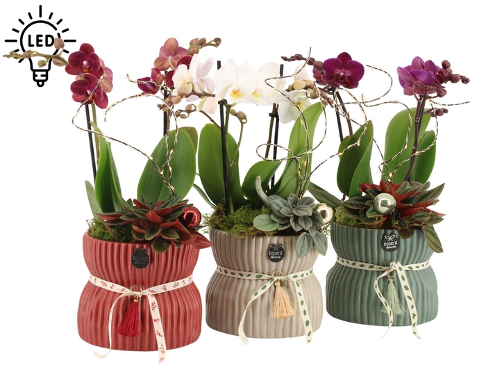 <h4>61567: X-mas arrangement</h4>