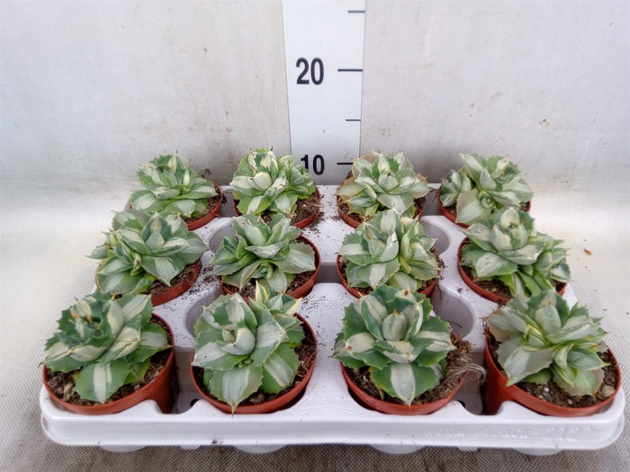 <h4>Agave   ...</h4>