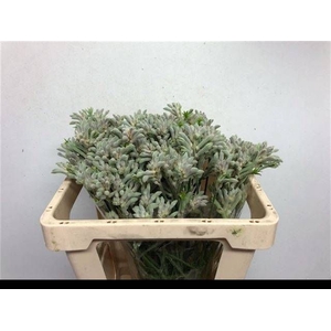 ANIGOZ BUSH DIAMOND