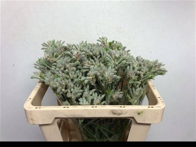 <h4>ANIGOZ BUSH DIAMOND</h4>