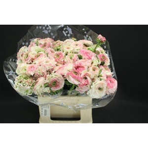 Cl Pon-pon Casper 566