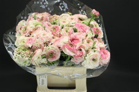 <h4>Cl Pon-pon Casper 566</h4>