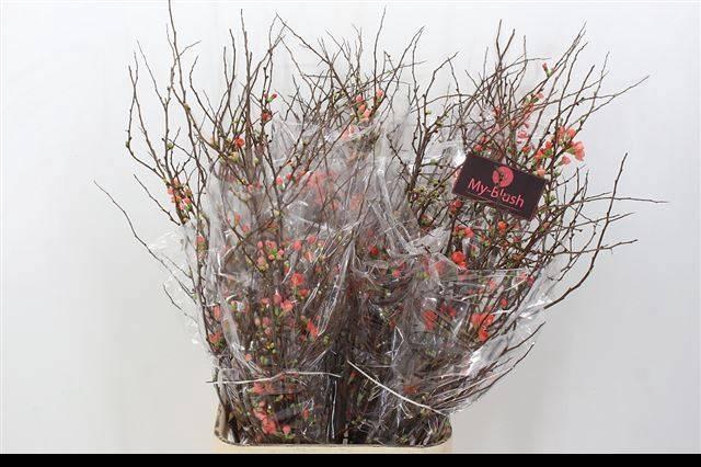 <h4>CHAENOMELES SUPERBA</h4>