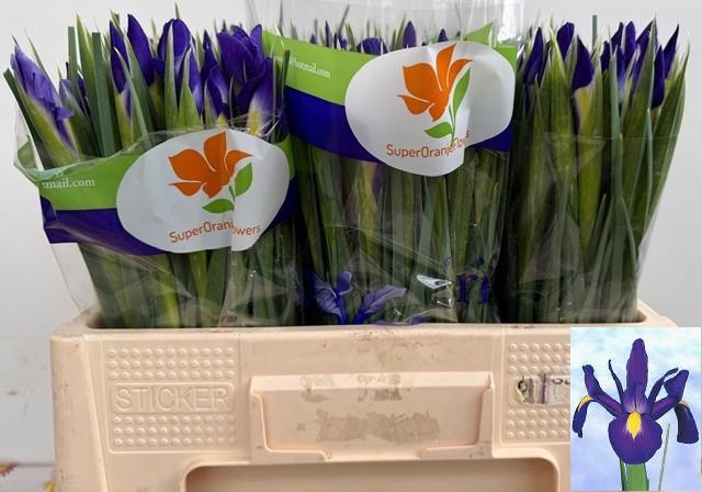 <h4>IRIS BLUE MAGIC</h4>