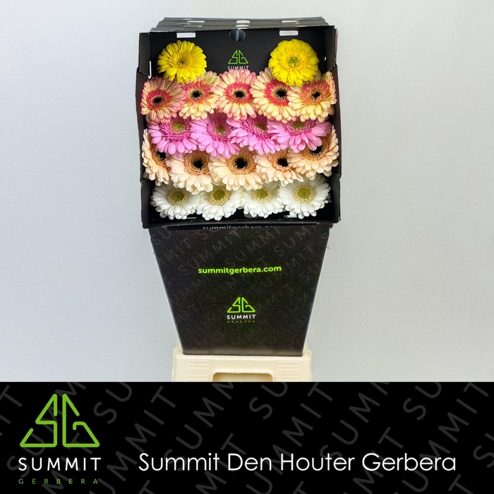 <h4>Germini Mix Spring Diamond</h4>