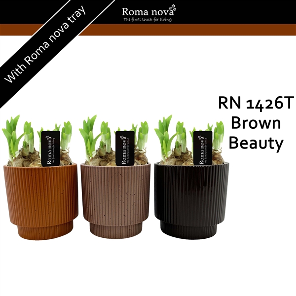 <h4>1426T - Brown Beauty (Tete a Tete)</h4>