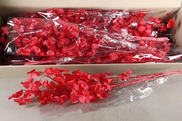 <h4>Df Lunaria Bs Shiny Red</h4>