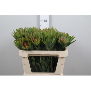 Leucad Ayoba Sky Ex Nut