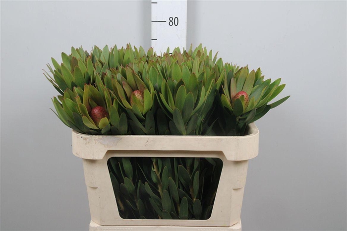 <h4>Leucad Ayoba Sky Ex Nut</h4>