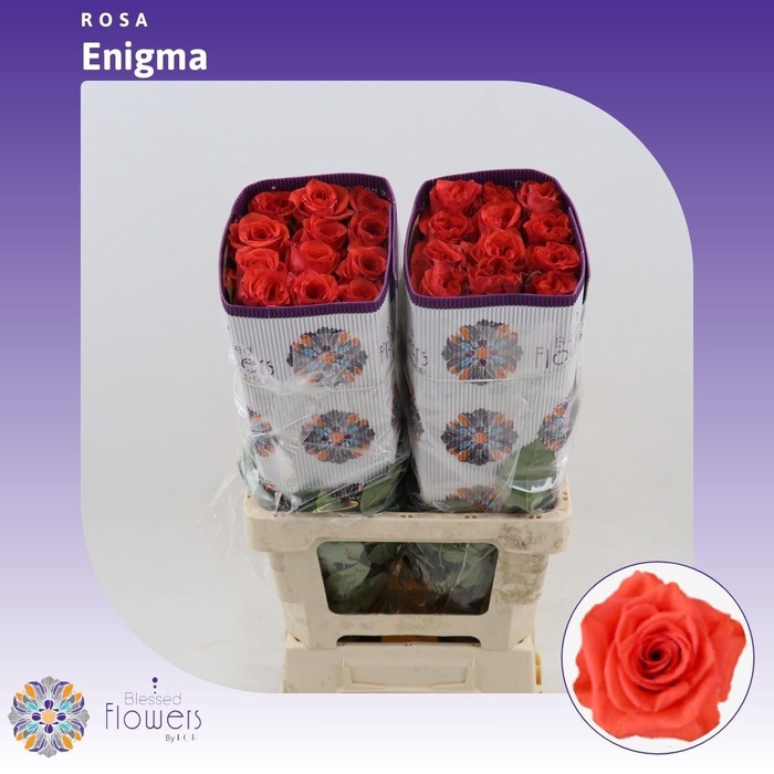 <h4>Rosa gr Orange Enigma</h4>