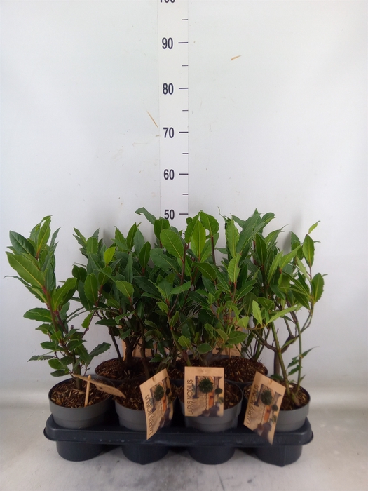 <h4>Laurus nobilis</h4>