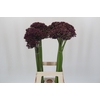 Allium Miami