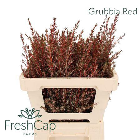 <h4>Grubbia Red</h4>