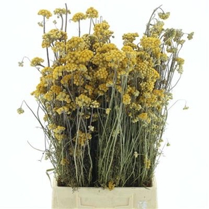 DROOG SANFORDII YELLOW P.DS