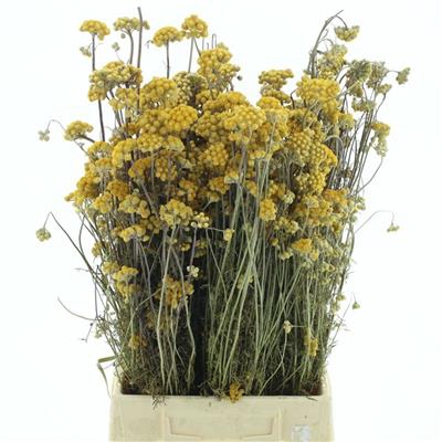 <h4>DROOG SANFORDII YELLOW P.DS</h4>