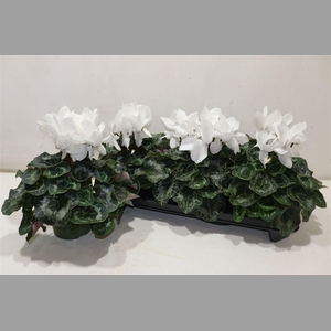 Cycl Gr Sup Mammoth White