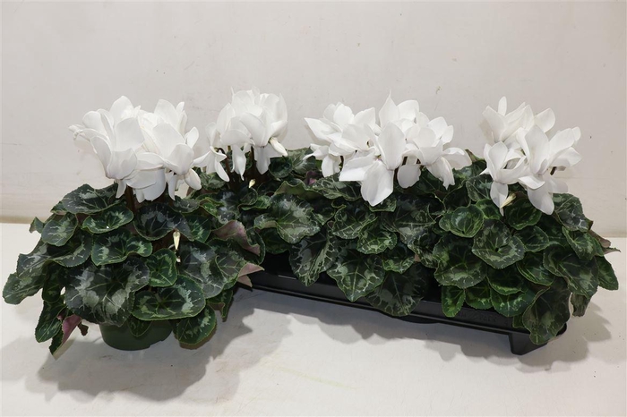 <h4>Cycl Gr Sup Mammoth White</h4>