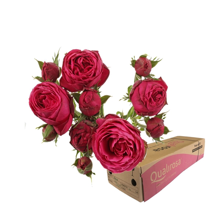 <h4>R Tr Hot Pink Lace -in box</h4>