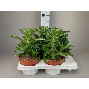 Pachypodium saundersii