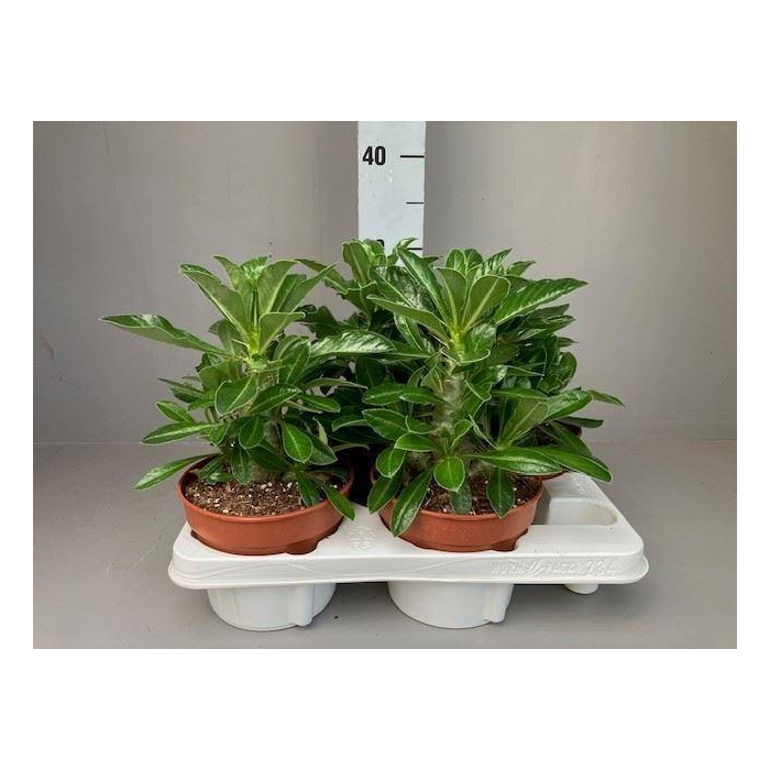<h4>Pachypodium saundersii</h4>