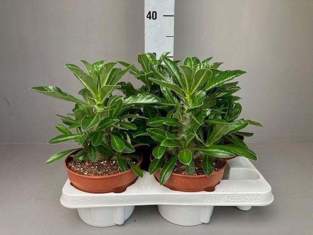 <h4>Pachypodium saundersii</h4>