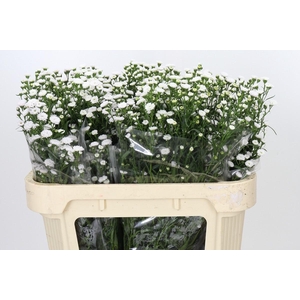 Aster White Gypsy