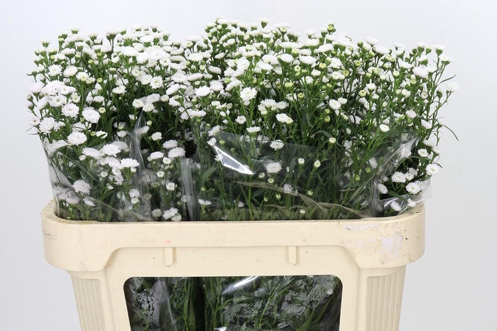 <h4>Aster White Gypsy</h4>