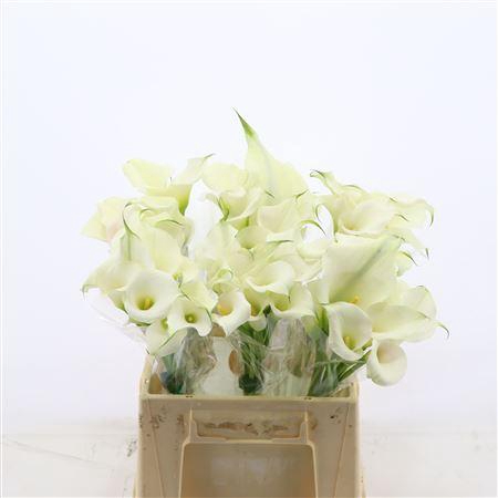 <h4>Calla Ventura</h4>