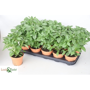OCIMUM OV
