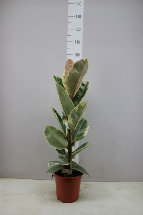 <h4>Ficus Elastica Tineke 85cm</h4>