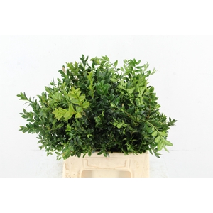BUXUS PER BUNCH
