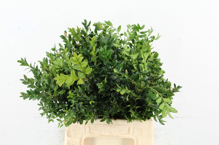 <h4>BUXUS PER BUNCH</h4>