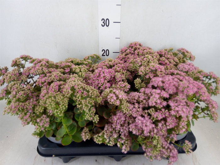 <h4>Sedum   ...</h4>