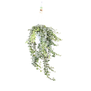 Hedera helix White wonder - hang/XXL