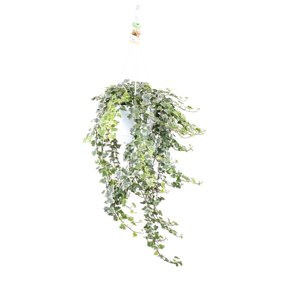 <h4>Hedera helix White wonder - hang/XXL</h4>