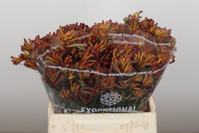 <h4>Anigozanthos Bush Blitz</h4>