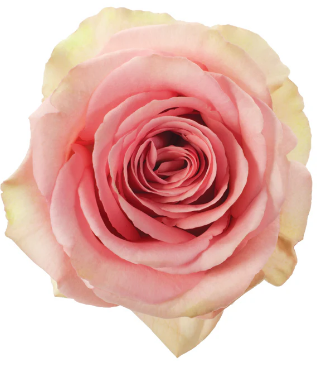 R Gr Frutteto Bicolor 40cm EC